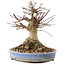 Acer palmatum, 17 cm, ± 25 anni