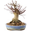 Acer palmatum, 17 cm, ± 25 ans