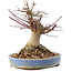 Acer palmatum, 17 cm, ± 25 anni