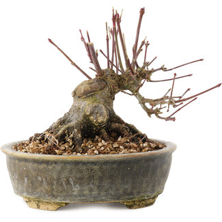 Acer palmatum, 12 cm, ± 25 jaar oud