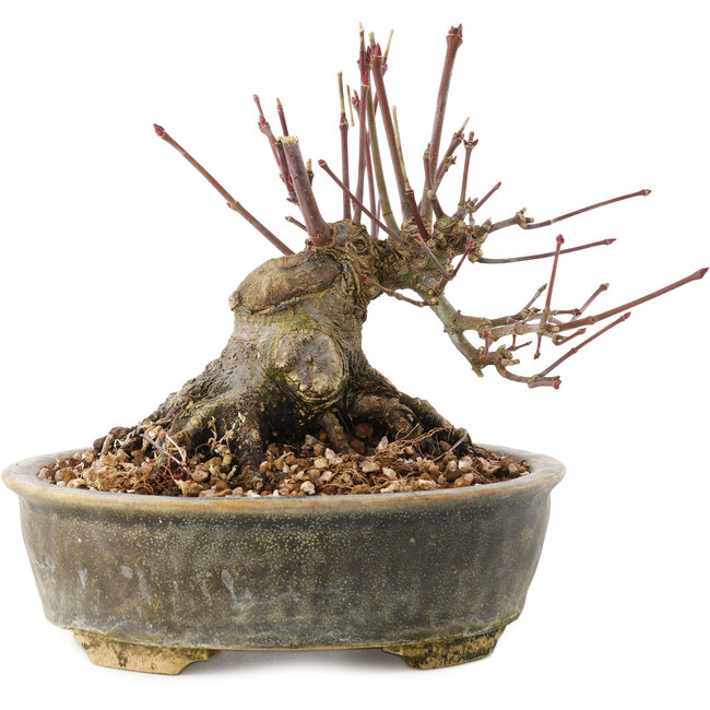 Acer palmatum, 12 cm, ± 25 anni