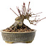 Acer palmatum, 12 cm, ± 25 anni