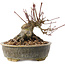 Acer palmatum, 12 cm, ± 25 jaar oud