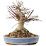 Acer palmatum, 17 cm, ± 25 anni