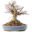 Acer palmatum, 17 cm, ± 25 years old