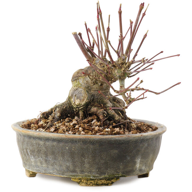 Acer palmatum, 12 cm, ± 25 ans