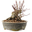 Acer palmatum, 12 cm, ± 25 Jahre alt