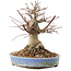 Acer palmatum, 17 cm, ± 25 ans