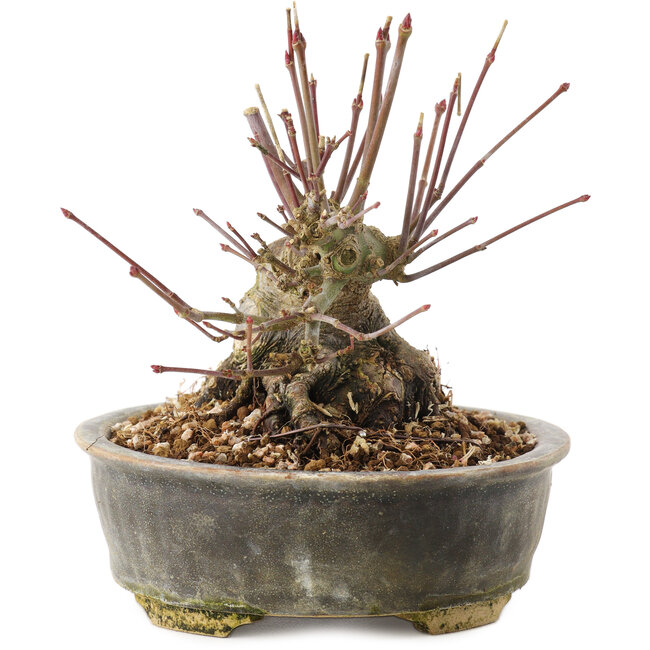 Acer palmatum, 12 cm, ± 25 anni