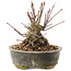 Acer palmatum, 12 cm, ± 25 anni