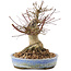 Acer palmatum, 17 cm, ± 25 anni