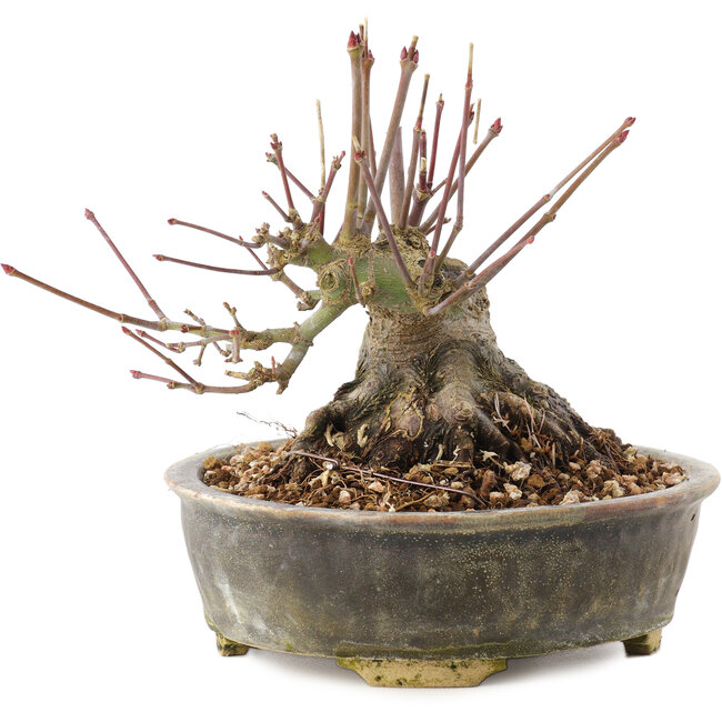 Acer palmatum, 12 cm, ± 25 anni