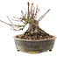 Acer palmatum, 12 cm, ± 25 años
