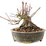 Acer palmatum, 12 cm, ± 25 ans