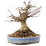 Acer palmatum, 17 cm, ± 25 anni