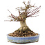 Acer palmatum, 17 cm, ± 25 Jahre alt