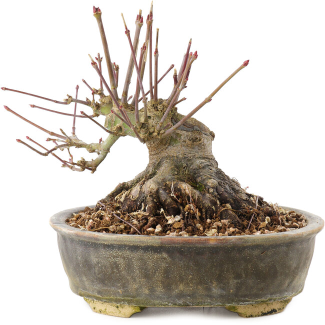 Acer palmatum, 12 cm, ± 25 anni