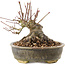 Acer palmatum, 12 cm, ± 25 ans
