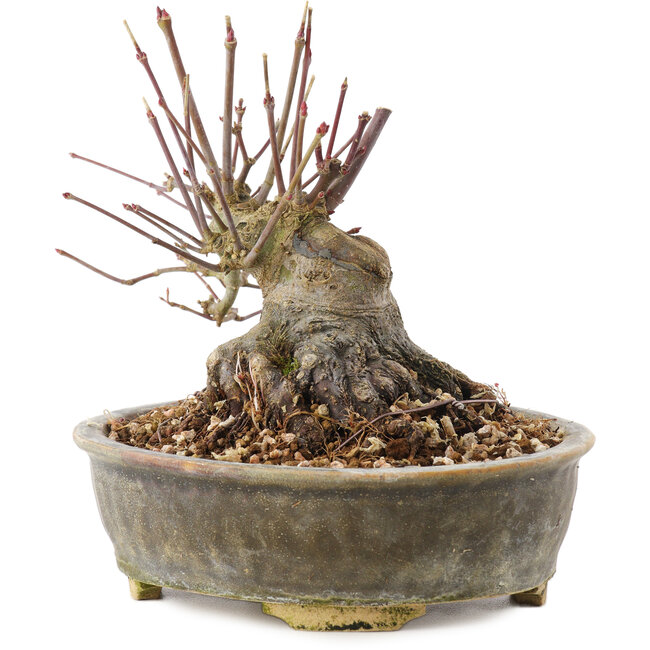 Acer palmatum, 12 cm, ± 25 años