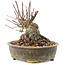 Acer palmatum, 12 cm, ± 25 anni