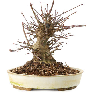 Acer palmatum, 16 cm, ± 25 jaar oud