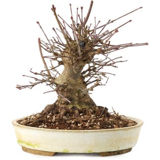 Acer palmatum, 16 cm, ± 25 Jahre alt