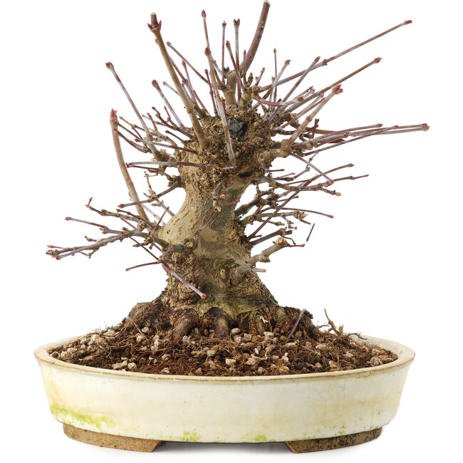 Acer palmatum, 16 cm, ± 25 ans