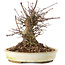 Acer palmatum, 16 cm, ± 25 Jahre alt