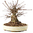 Acer palmatum, 16 cm, ± 25 ans