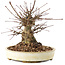 Acer palmatum, 16 cm, ± 25 ans