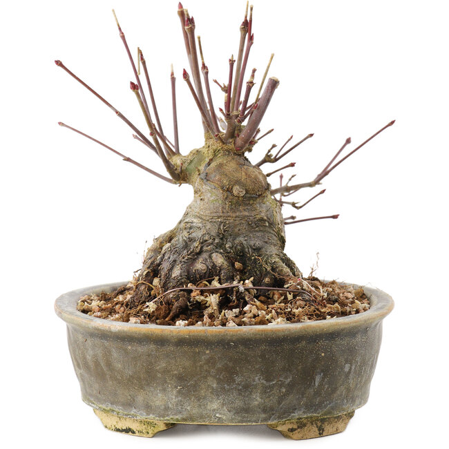 Acer palmatum, 12 cm, ± 25 ans