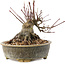 Acer palmatum, 12 cm, ± 25 Jahre alt