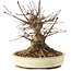 Acer palmatum, 16 cm, ± 25 Jahre alt