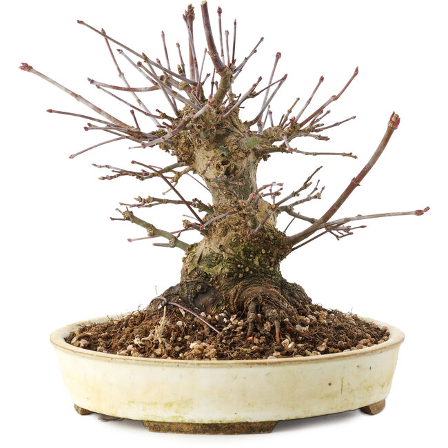 Acer palmatum, 16 cm, ± 25 jaar oud