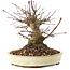 Acer palmatum, 16 cm, ± 25 anni