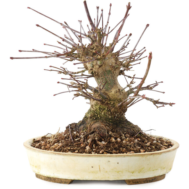 Acer palmatum, 16 cm, ± 25 jaar oud