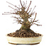 Acer palmatum, 16 cm, ± 25 Jahre alt