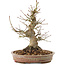 Acer palmatum, 20,5 cm, ± 25 years old