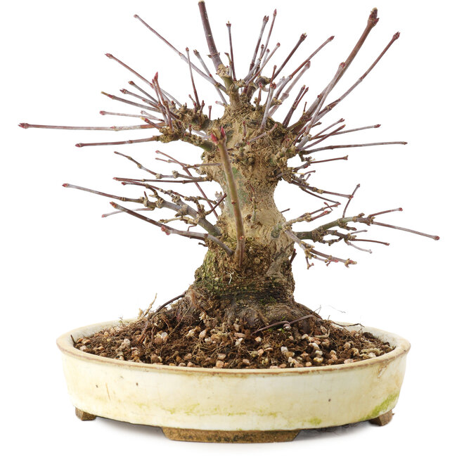 Acer palmatum, 16 cm, ± 25 Jahre alt