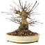 Acer palmatum, 16 cm, ± 25 Jahre alt