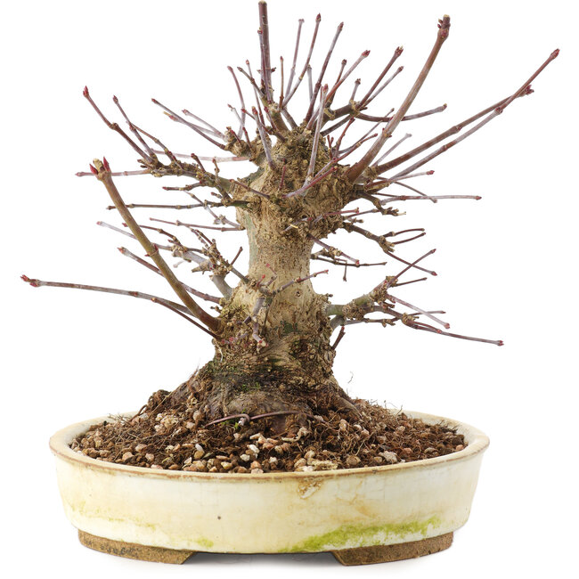 Acer palmatum, 16 cm, ± 25 jaar oud