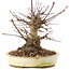 Acer palmatum, 16 cm, ± 25 jaar oud