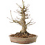 Acer palmatum, 20,5 cm, ± 25 years old