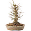 Acer palmatum, 20,5 cm, ± 25 years old