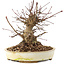 Acer palmatum, 16 cm, ± 25 ans