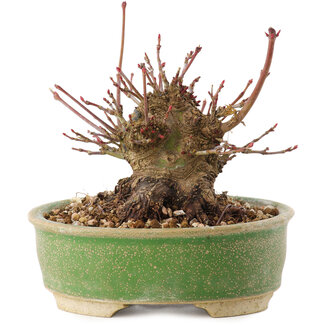 Acer palmatum, 8 cm, ± 25 years old