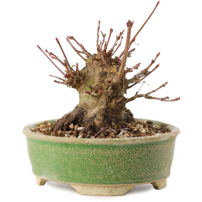 Acer palmatum, 8 cm, ± 25 jaar oud