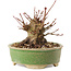 Acer palmatum, 8 cm, ± 25 ans