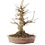 Acer palmatum, 20,5 cm, ± 25 years old