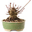Acer palmatum, 8 cm, ± 25 años